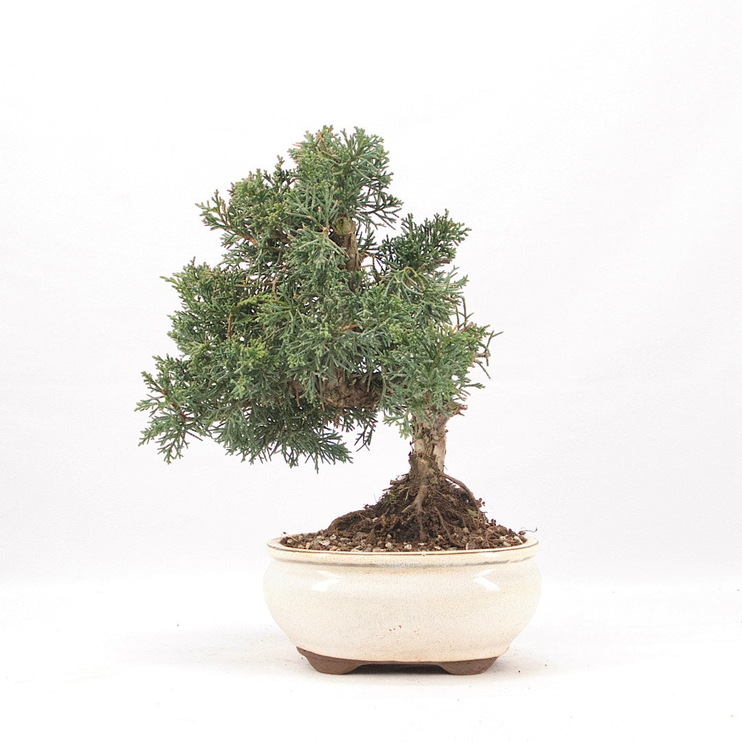 Chinesischer Wacholder 'Juniperus chinensis kyushu'
